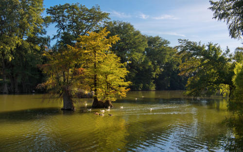 Bandera Pioneer RV River Resort - River Birds